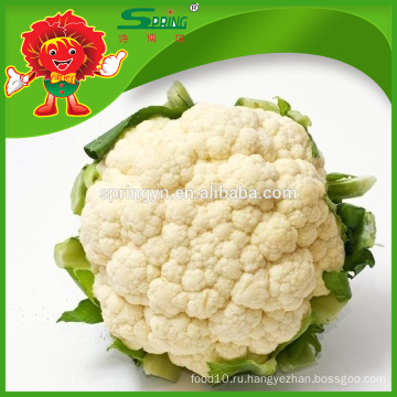 Лучшая белая цветная капуста Fresh Bulk Cauliflower